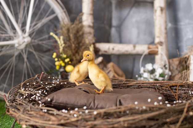 Patitos amarillos en una cesta de madera