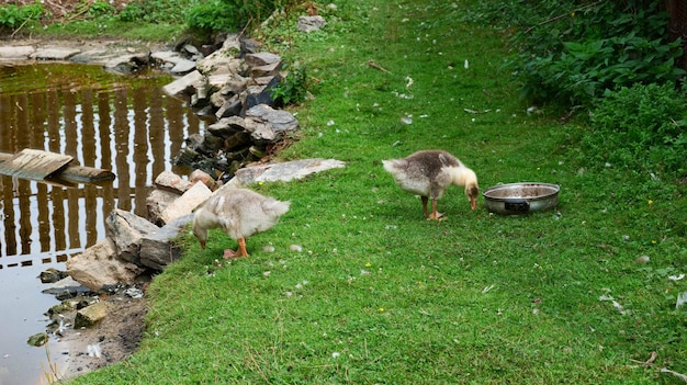 Patitos amarillos en la hierba verde cerca del estanque.