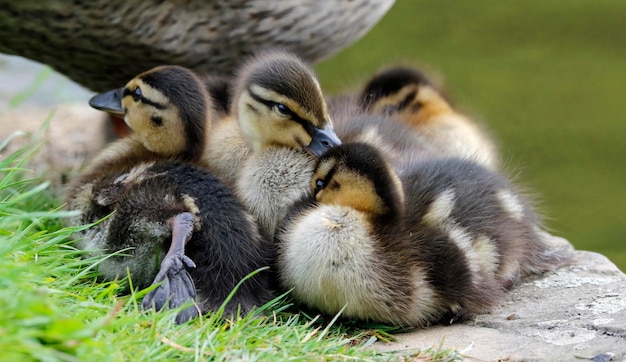 Patitos de ánade real al lado del lago