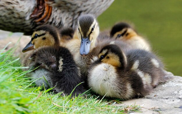 Patitos de ánade real al lado del lago