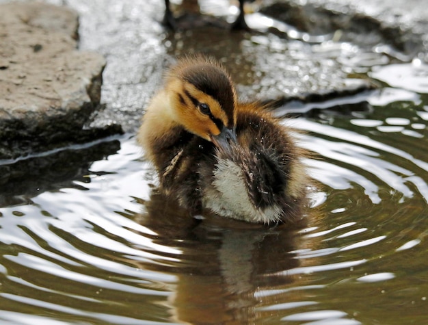 Patitos de ánade real al lado del lago