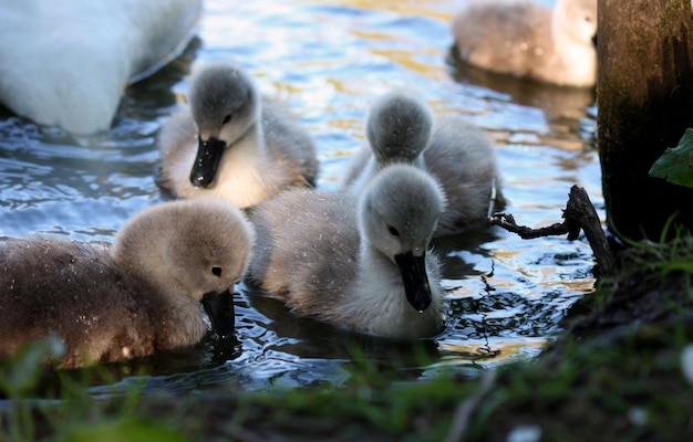 Foto los patitos cisne nadando en el lago