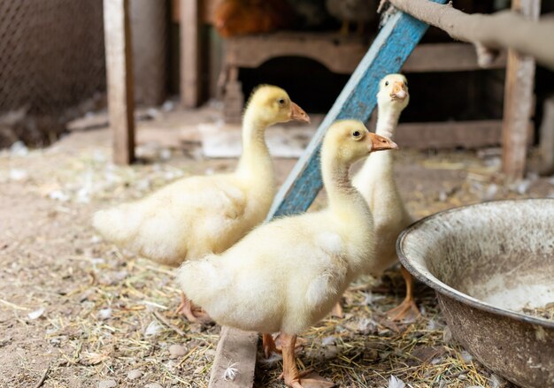 Patitos en el corral