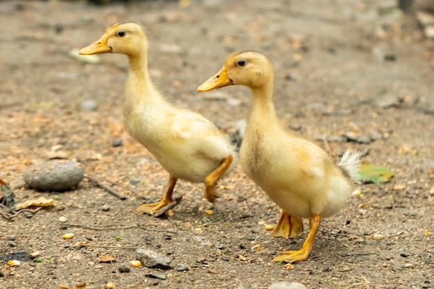 Patitos domésticos en un patio rural, aves domésticas