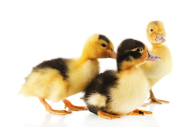 Patitos lindos pequeños aislados en blanco