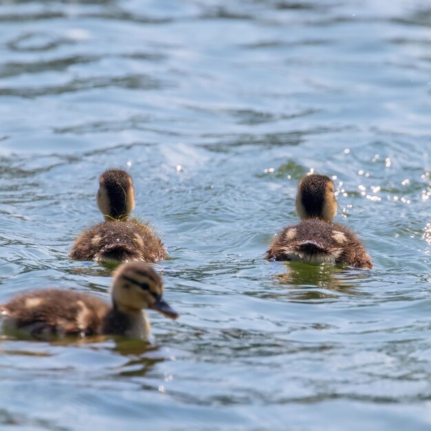 Patitos nadando bebés de pato real en la superficie del agua