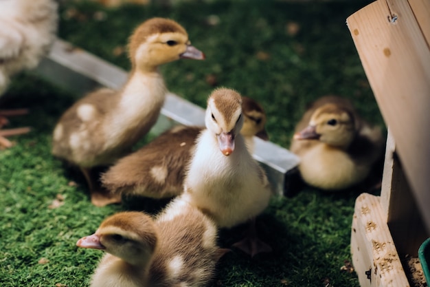 Patitos pequeños toman el sol en la hierba