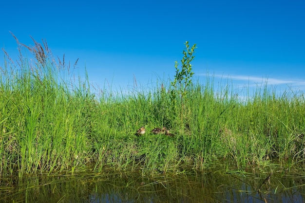 Patitos sentados en el excremento agua limpia del lago escondido