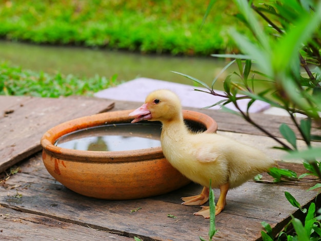 Los patitos se separan del grupo de uno