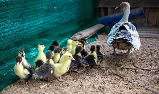 Los patitos siguen a la madre pato y patitos en la granja