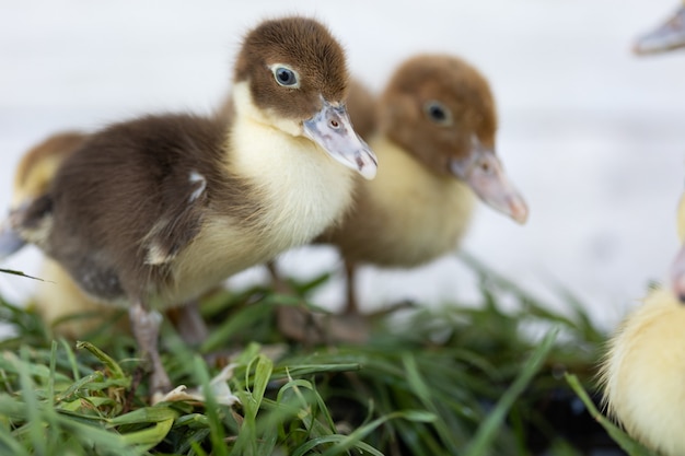 Patitos sobre la hierba verde