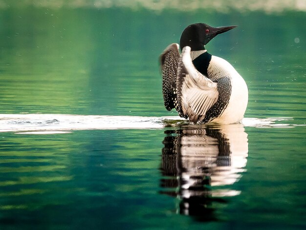 Foto pato a nadar no lago