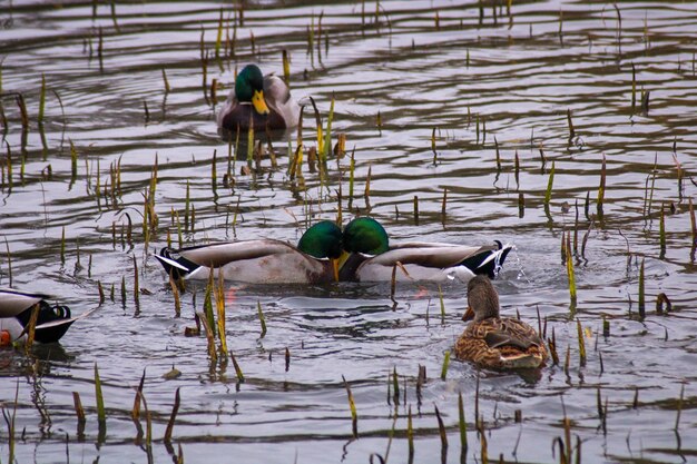 Foto pato a nadar no lago