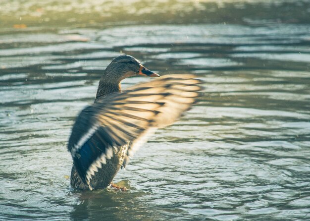 Foto pato a nadar no lago