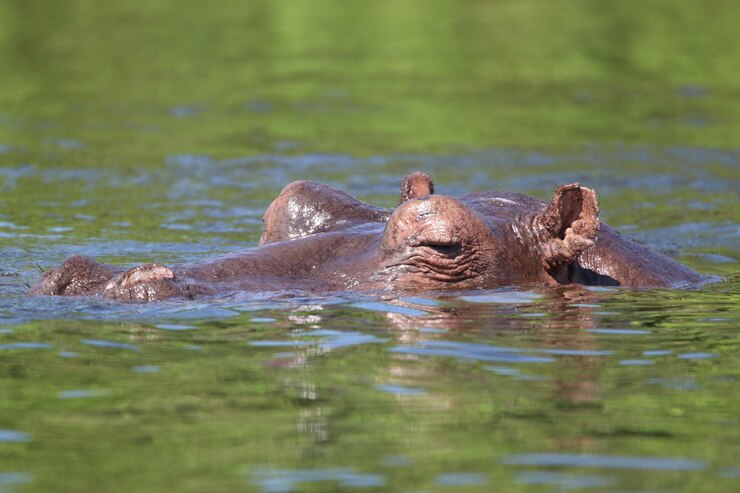 Foto pato a nadar no lago