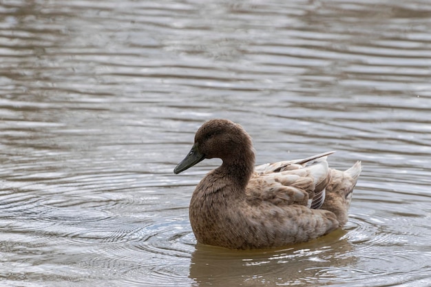 Pato a nadar no lago