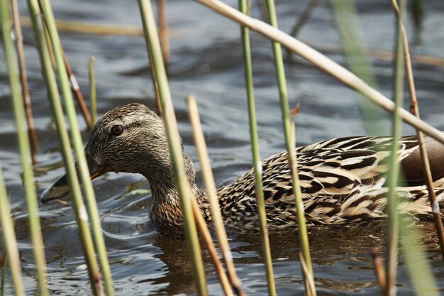 Pato a nadar no lago