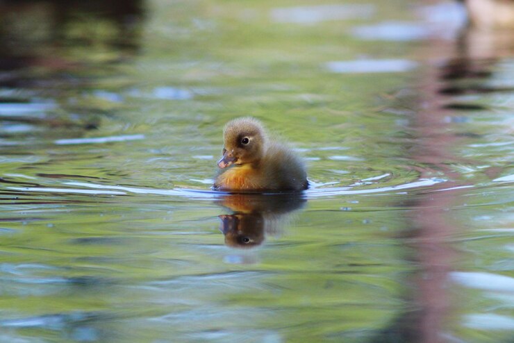 Foto pato a nadar no lago