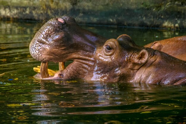 Foto pato a nadar no lago