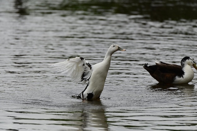 Pato a nadar no lago