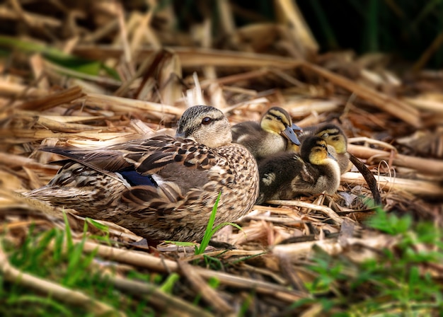 Foto pato adulto se relaja con patitos en un bastón seco. verano