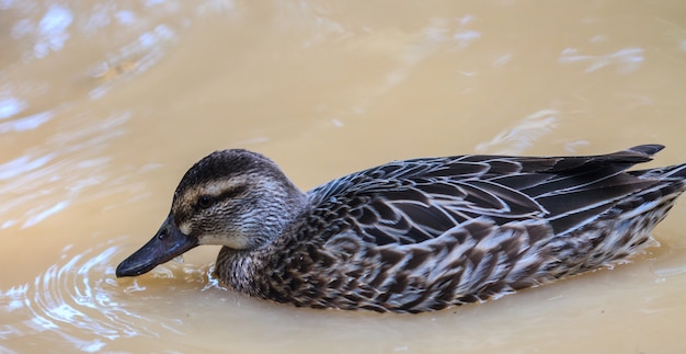 pato en el agua en el jardín