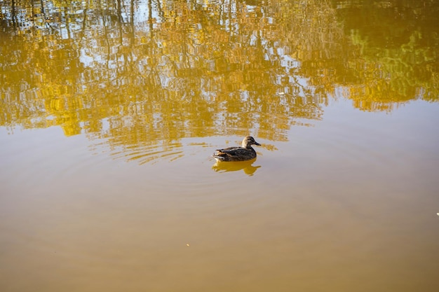 Pato en el agua Ánade real hembra descansando en un estanque La belleza de la naturaleza