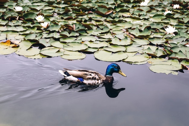 Pato en el agua