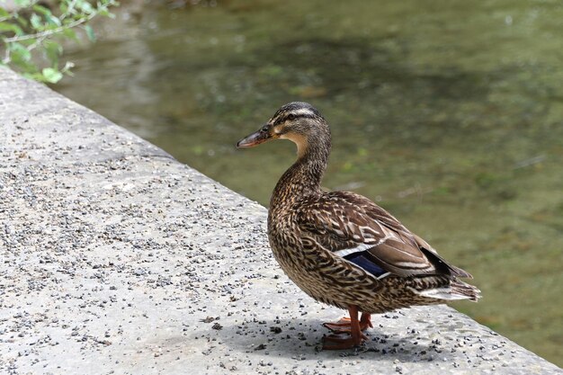 pato en el agua