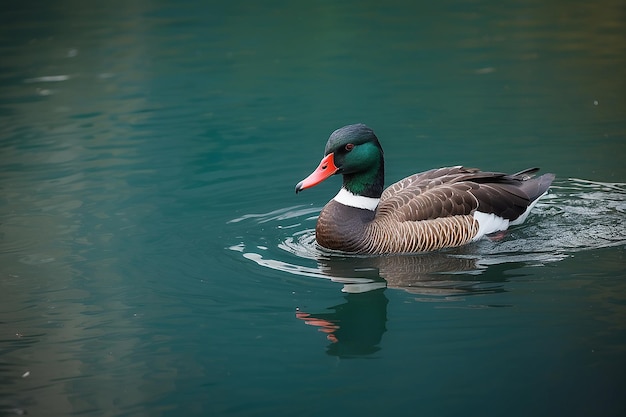 pato en el agua