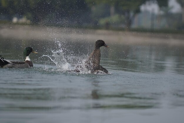 Foto pato en el agua