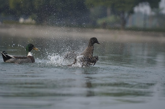 Foto pato en el agua