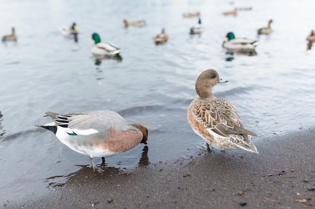 Pato al lado del lago