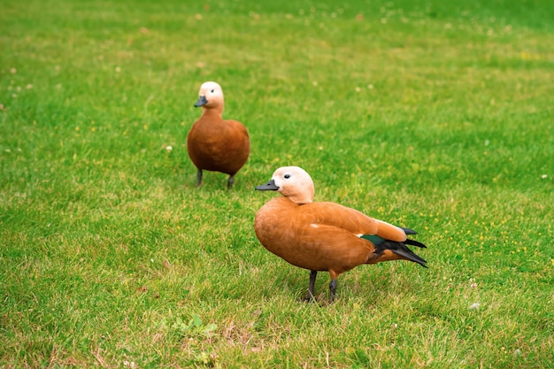 Pato alaranjado Ogar caminhando na grama verde