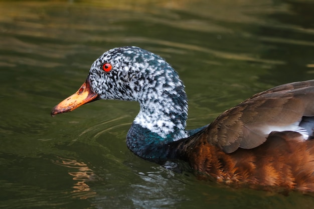 Pato de alas blancas Asarcornis scutulata Hermosas aves de Tailandia en el agua