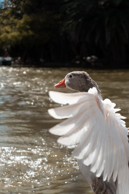 Foto pato aleteando