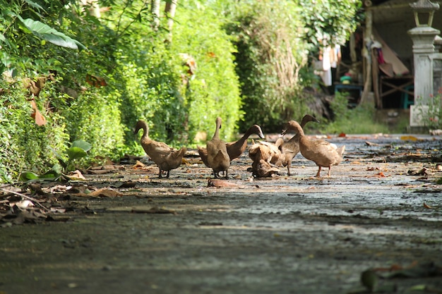 pato alimentándose