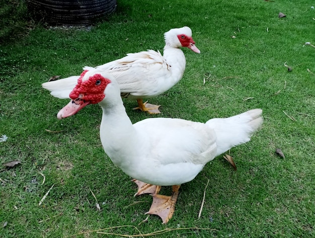 Pato-almiscarado branco no chão de grama verde