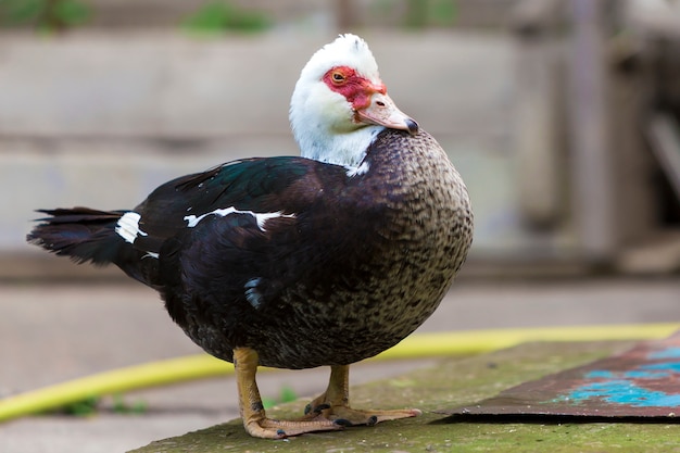 Foto pato de almizcle blanco y negro engordado hermoso grande grande al aire libre en yarda en día de verano soleado brillante.