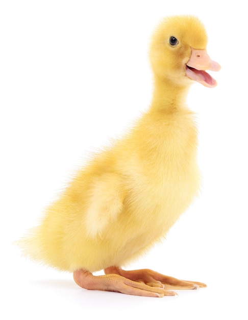 Un pato amarillo