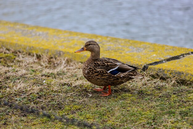 Pato anade real femenino fuera del agua en la hierba verde.