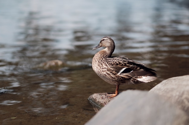 Un pato, ánade real en la roca