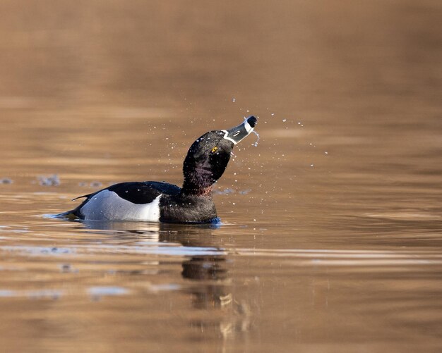 Foto pato anelado macho nadando em uma lagoa