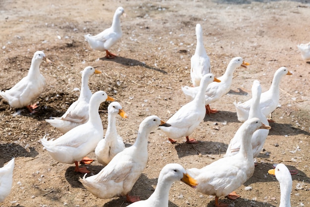 Pato ao ar livre na fazenda