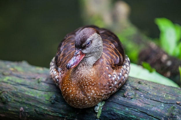 Pato assobiando incrível