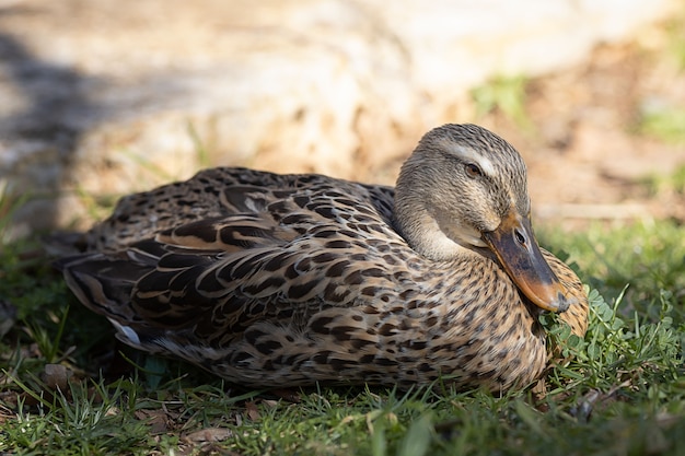 Pato ave aquática na grama verde do verão