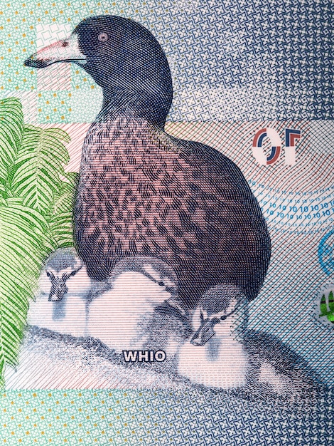 Pato azul - whio um retrato de dinheiro da nova zelândia