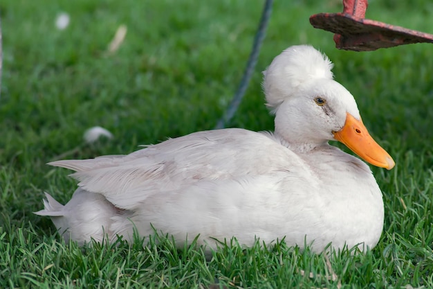 Pato Bali sentado na grama