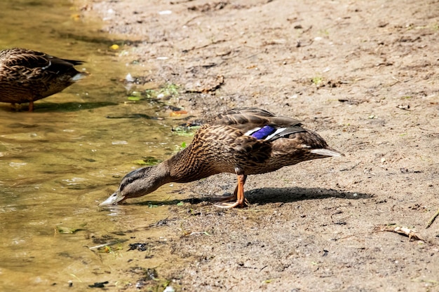 Pato bebe agua de un depósito en la orilla