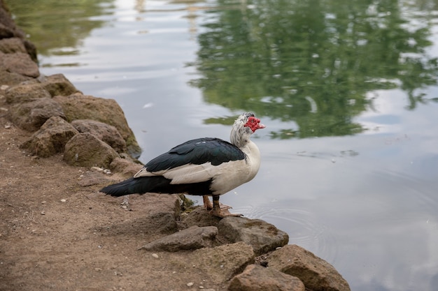 Pato bebe água no lago do parque nacional de roma, itália. verão e dia de sol